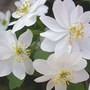 Rue_anemone_matureblooms_4-04-03sm