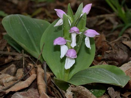 Showy Orchis in bloom (Orchis spectabilis)