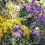 Aster_new_england_goldenrod_clumps_9-24-02_lr