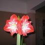 Amaryllis