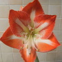 Amaryllis