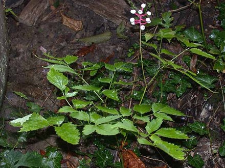 White Baneberry with fruit (Actaea pachypoda)