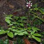 Baneberry_white_with_berries_8-11-04_exc