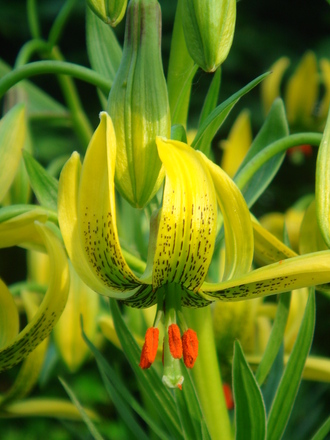 Turk's-Cap Lily curling up - June 2007. (Lilium pyrenaicum)