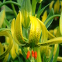 Lilium pyrenaicum