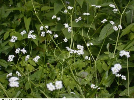 Beaked Corn Salad (Valerianella radiata)
