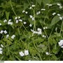 Beaked Corn Salad (Valerianella radiata)