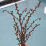 Beechdrops_seedpods_empty_1-27-08