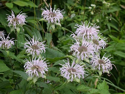 Wild Bergamot (Monarda fistulosa)