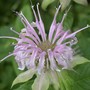 Bergamot_wild_close_7-24-02_sm