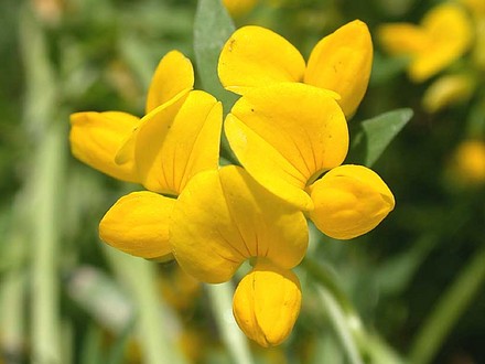 Birds-foot Trefoil (Lotus corniculatus)