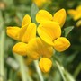 Lotus corniculatus
