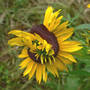 Black-eyed_susan_weird_completecircle_above_7-03-06_good