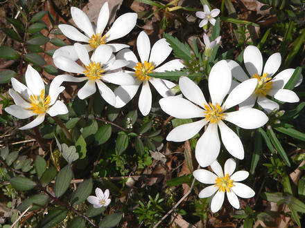 Bloodroot blooming (Sanguinaria canadensis)