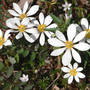 Bloodroot_group_w_sprngbeauty_4-07-06_exc