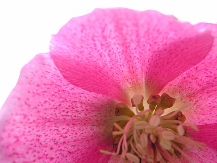 Hellebore bloom (Helleborus orientalis (Lenten rose))