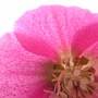 Helleborus orientalis (Lenten rose)