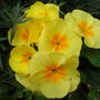 Yellow_primrose
