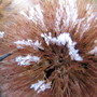 Frosty Ligularia seedhead-Gregynog Gold (Ligularia)
