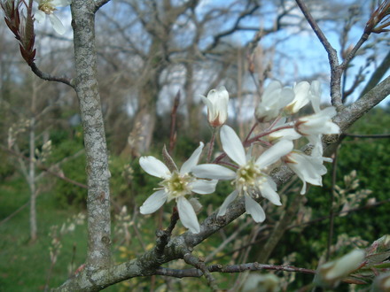 Amelanchier