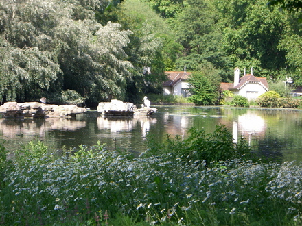 Pelican in St James's Park June 2007