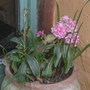 Taricq_march_13h_2008_no_4_013