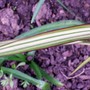 Baby Phormium leaf - close up! (Phormium cookianum (Mountain flax))