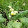 Cowslip...