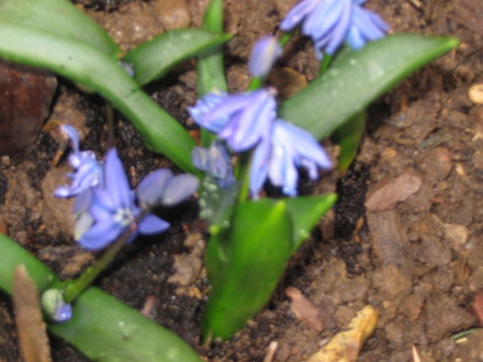 Scilla Siberica Blue