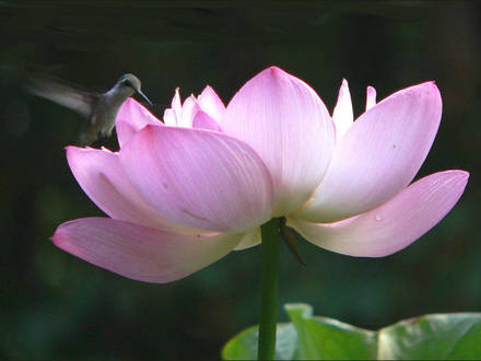 Admiring the Beauty (Nelumbo lutea (American Lotus))