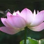 Nelumbo lutea
