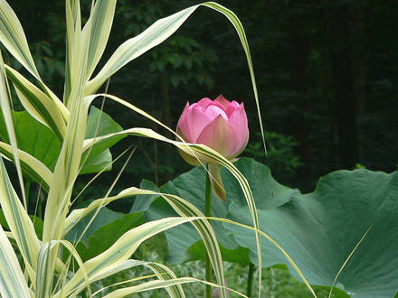 Lotus Rosa Plina with Giant Reed Grass (Nelumbo lutea (American Lotus))