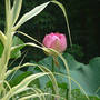 Nelumbo lutea (American Lotus)
