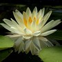 Waterlily_reflection_closer_6-12-05_exc