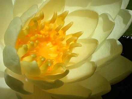 Heart of a Waterlily (Nymphaea alba)