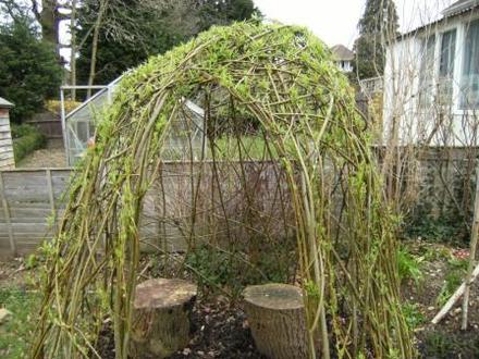 Willow Dome (Salix)