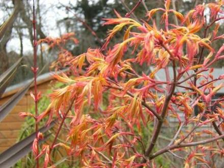 Acer in bud. (Acer palmatum (Japanese maple))