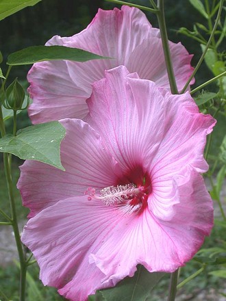 Hardy hibiscus 
