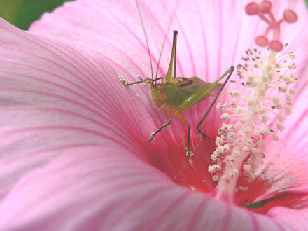 YUM (Hibiscus moscheutos)