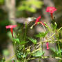 Cypress Viine with hummer nectaring