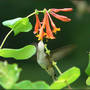 Hummer_honeysuckle_7-18-06_8_nectar_exc_sm_exc