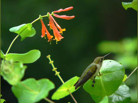Resting, but still on guard (Lonicera 