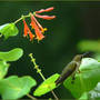 Resting, but still on guard (Lonicera "Dropmore Scarlet")