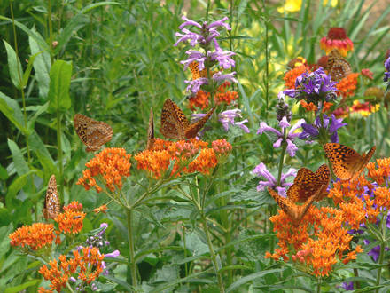 Butterfly Magnet, I mean Weed (Asclepias tuberosa)