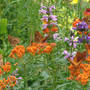 Frit_10_back_raised_bed_6-08-07_exc_sm