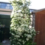 Pyracantha