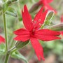Fire_pink_close5-02-03