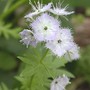 Phacelia_excellent_5-21-02_purshii_miami_mist