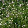 Phacelia_miami_mist_group_5-15-07_sm
