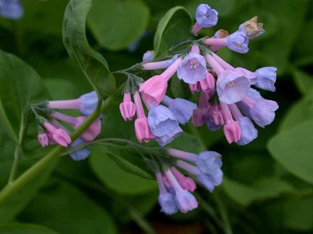 Pink and Blue Virginia Bluebells (Mertensia virginica)